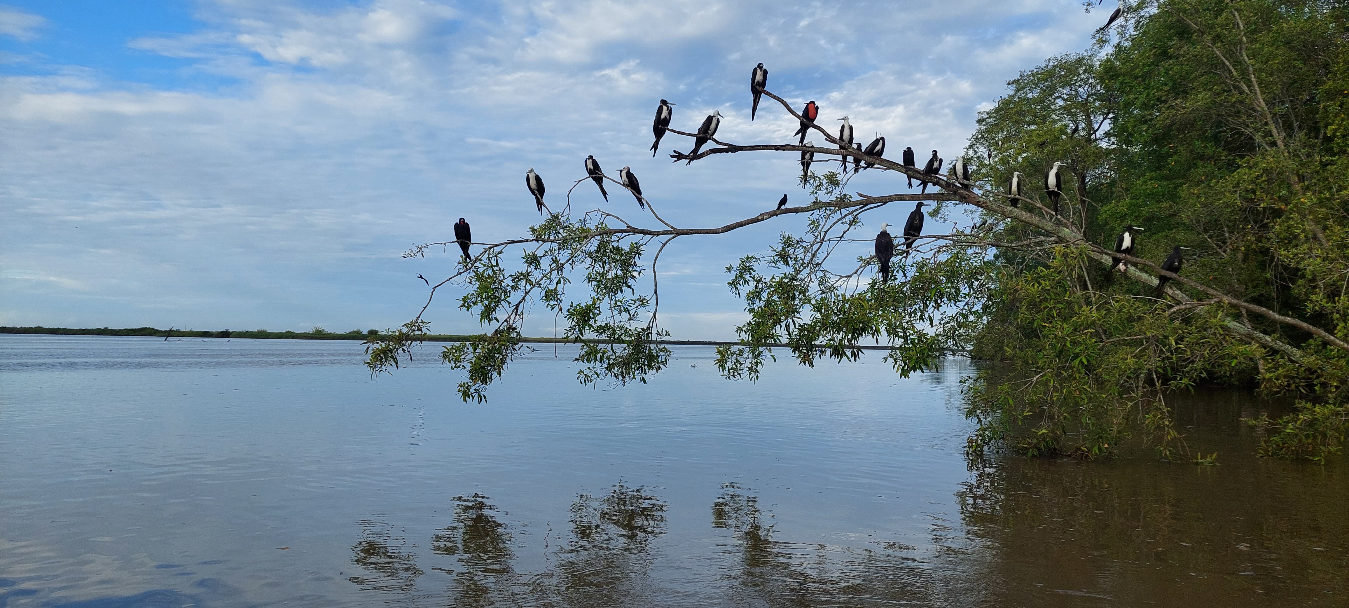 Photo from 15-Day Complete Costa Rica Birding Journey safari tour